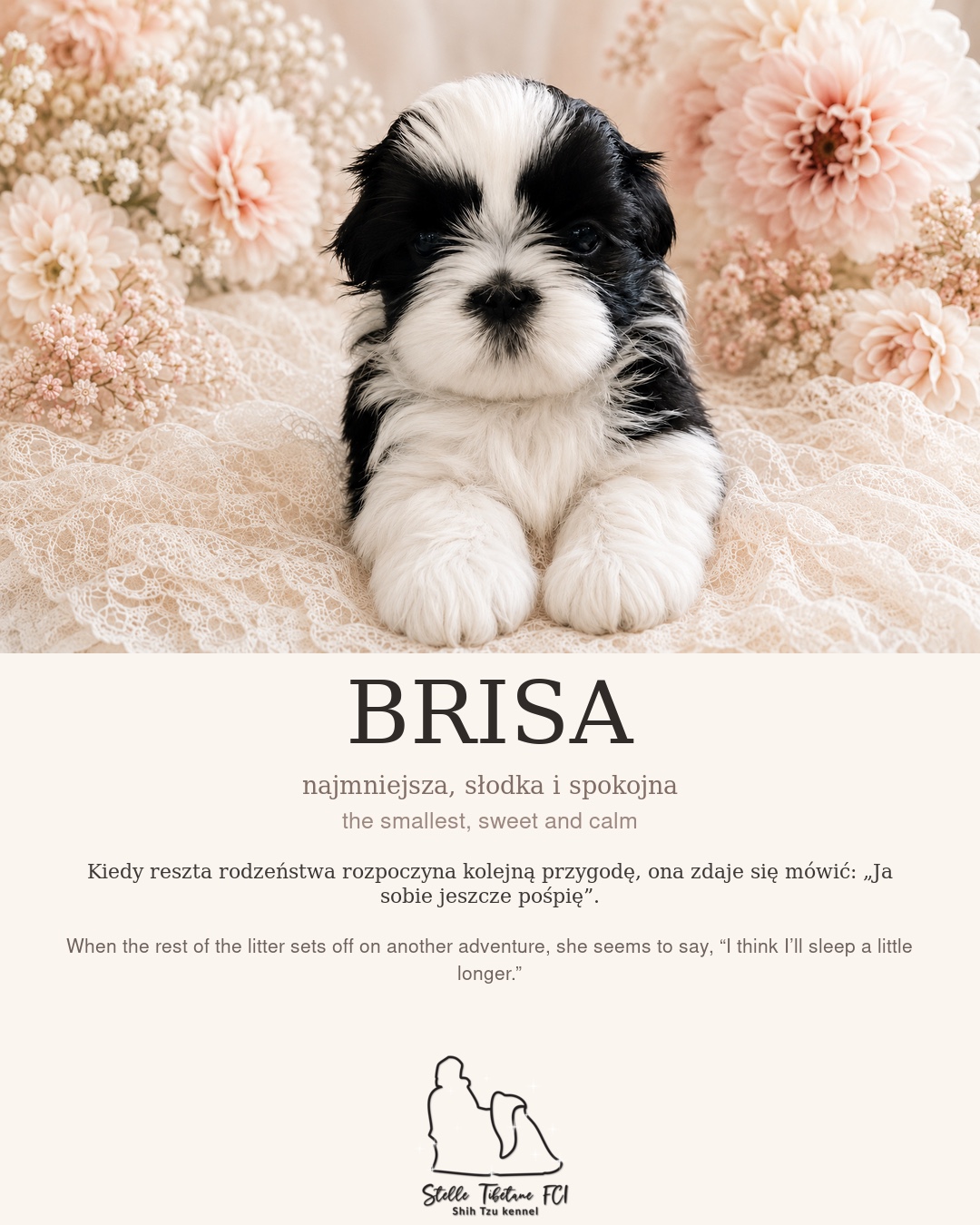 Brisa — dostępna czarno-biała suczka Shih Tzu
